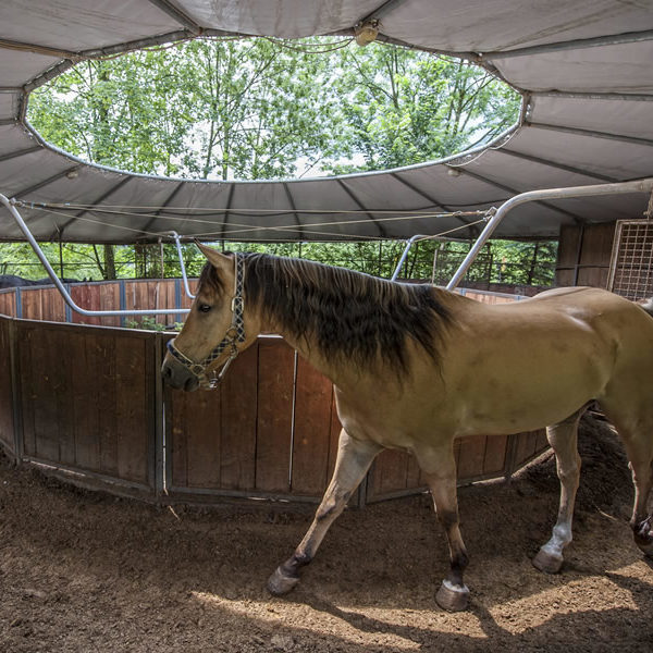 Emozioni a cavallo